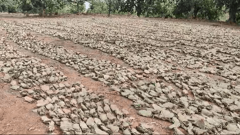 छत्तीसगढ़ में झारखंड से ढाई गुणा अधिक मिलता है मेहनताना, गढ़वा में नहीं मिल रहा सही दाम