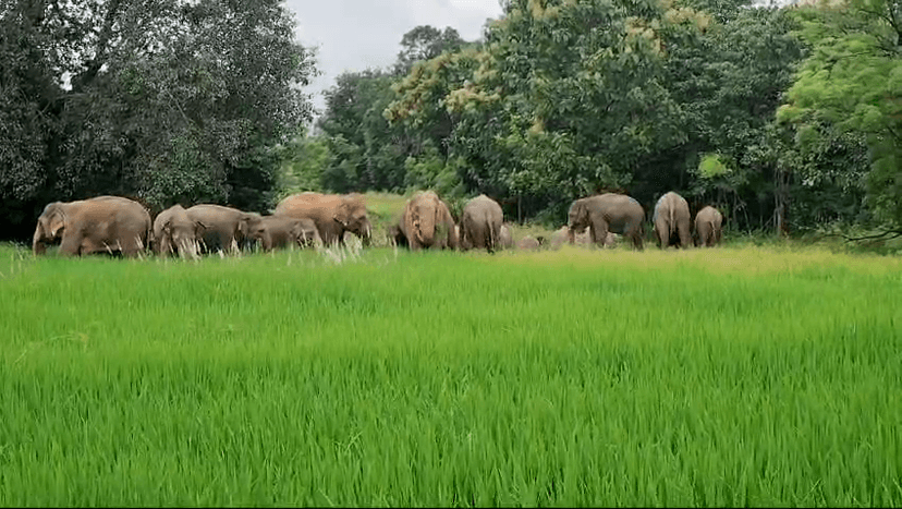 बेड़ो के गांव में जंगली हाथियों ने जमाया डेरा, दहशत में लोग